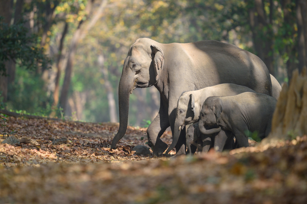 Asian Elephant