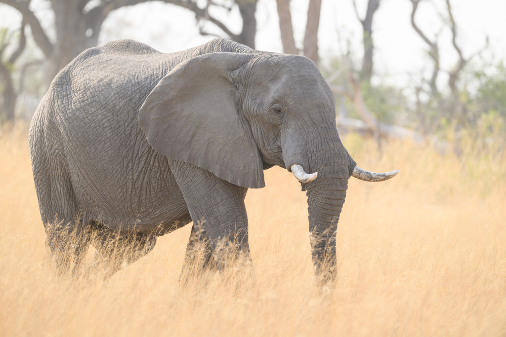 African Savanna Elephant