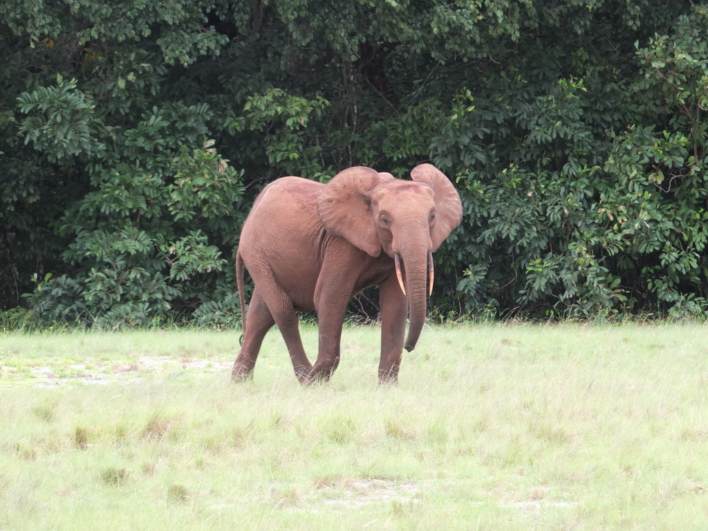 African Forest Elephant