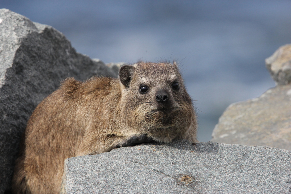 Rock Hyrax