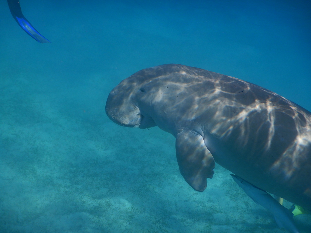 Dugong