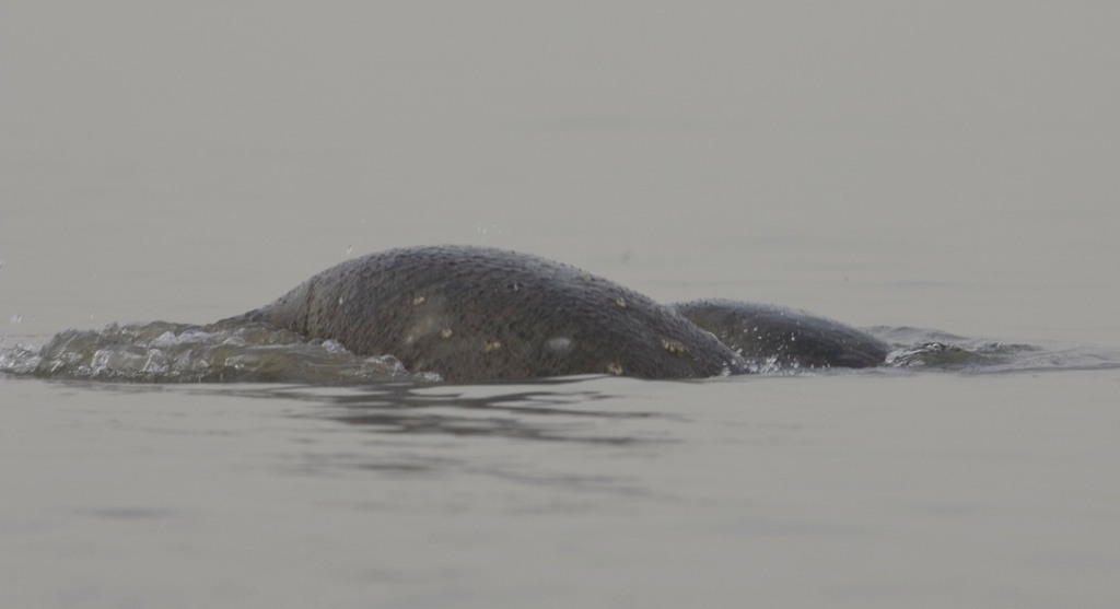 West African Manatee