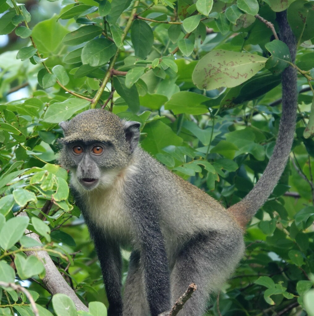 Blue Monkey
