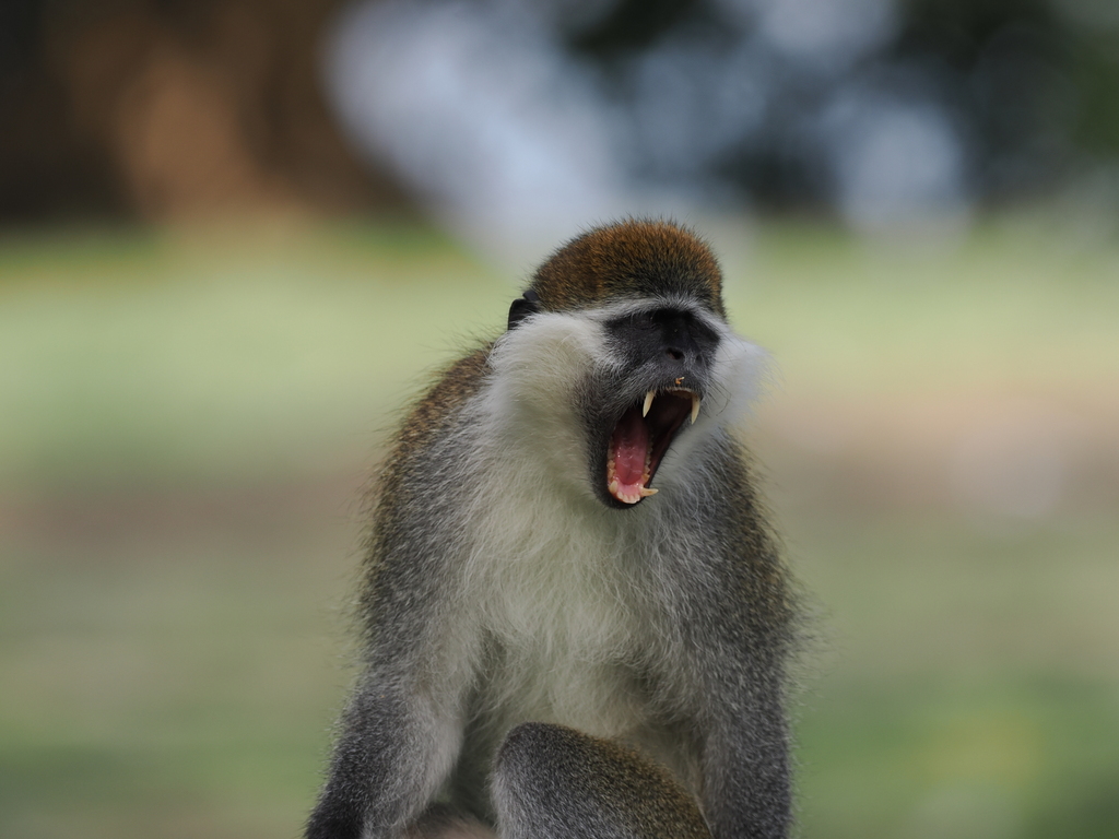 Grivet Monkey
