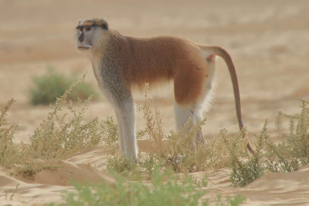Common Patas Monkey