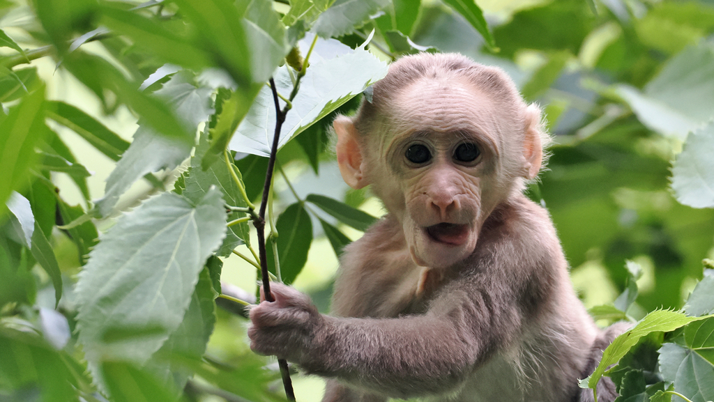 Tibetan Macaque