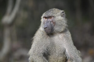 Olive Baboon