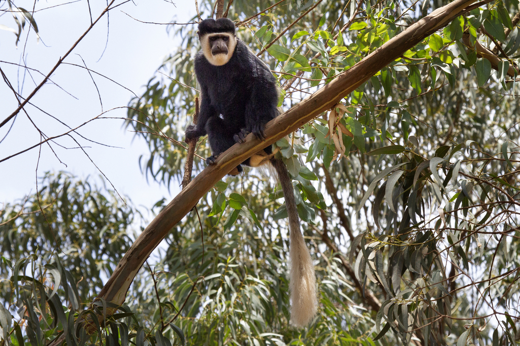Guereza