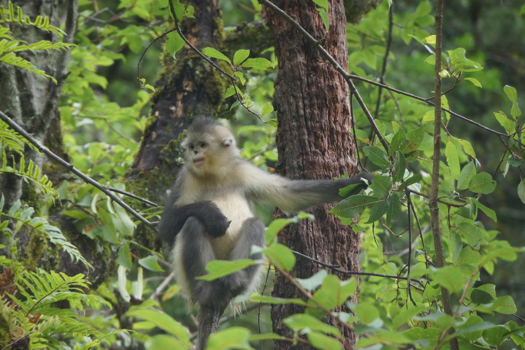 Yunnan Snub-nosed Monkey