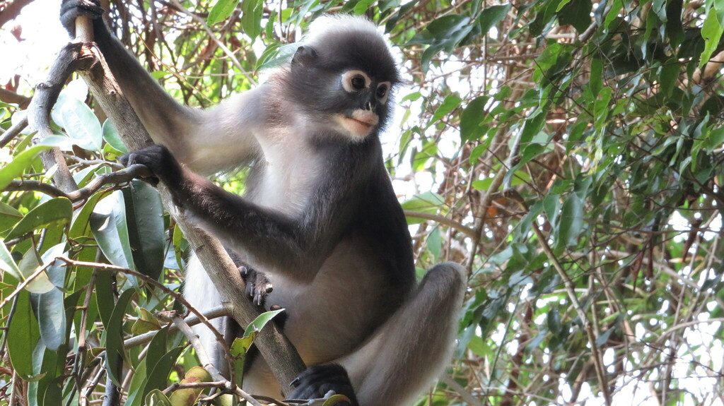 Dusky Langur