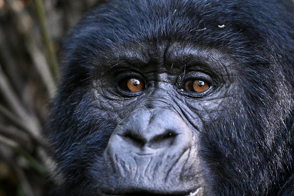 Eastern Gorilla