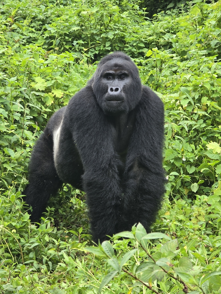 Mountain Gorilla