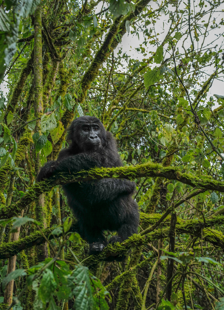 Eastern lowland Gorilla