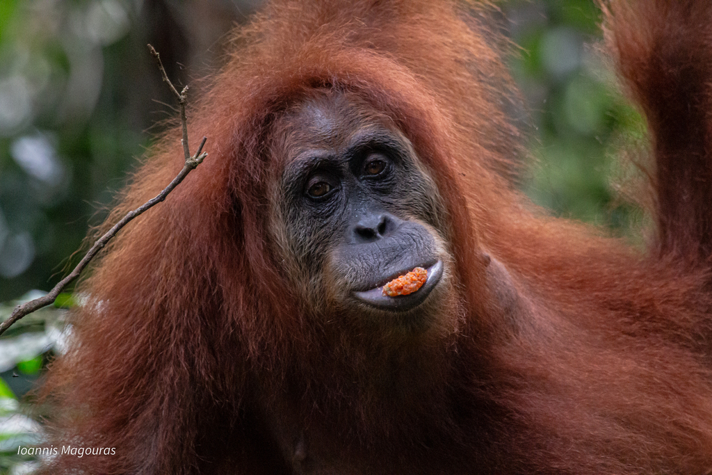 Sumatran Orangutan