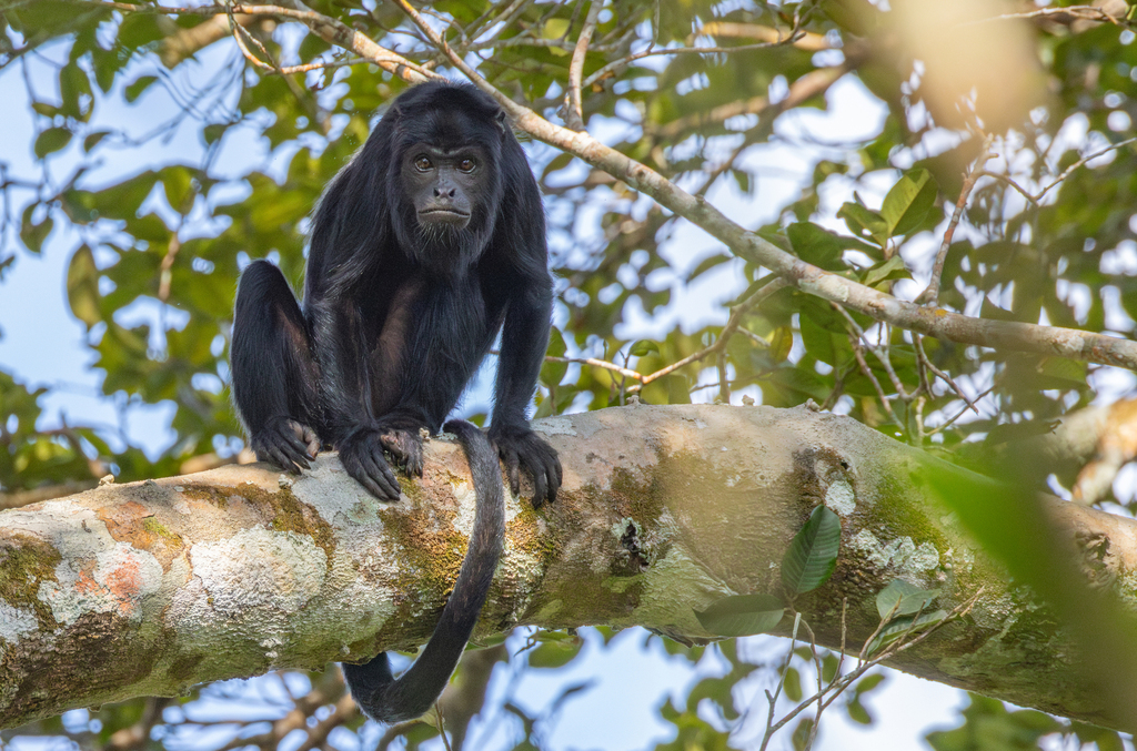 Amazon Black Howler
