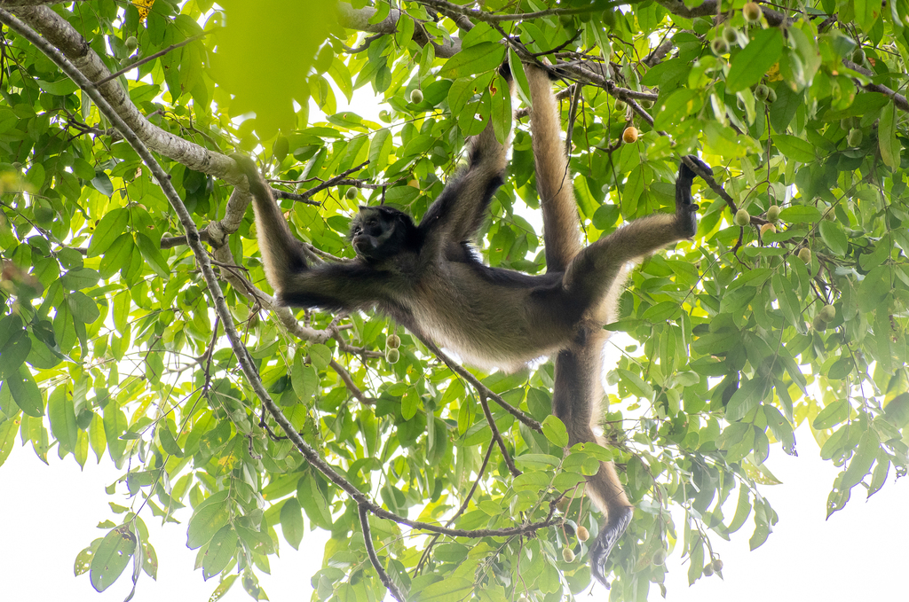 White-bellied Spider Monkey