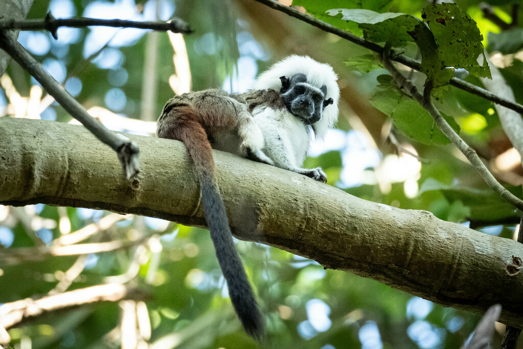 Cotton-top Tamarin