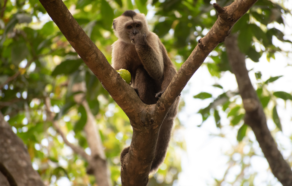 Weeper Capuchin