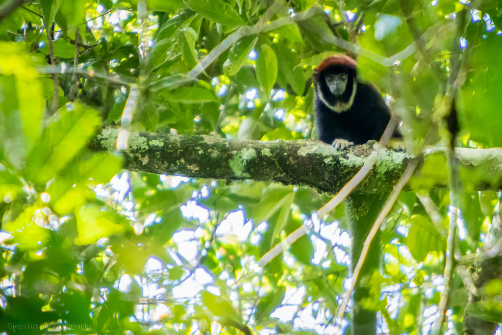 White-chested Titi