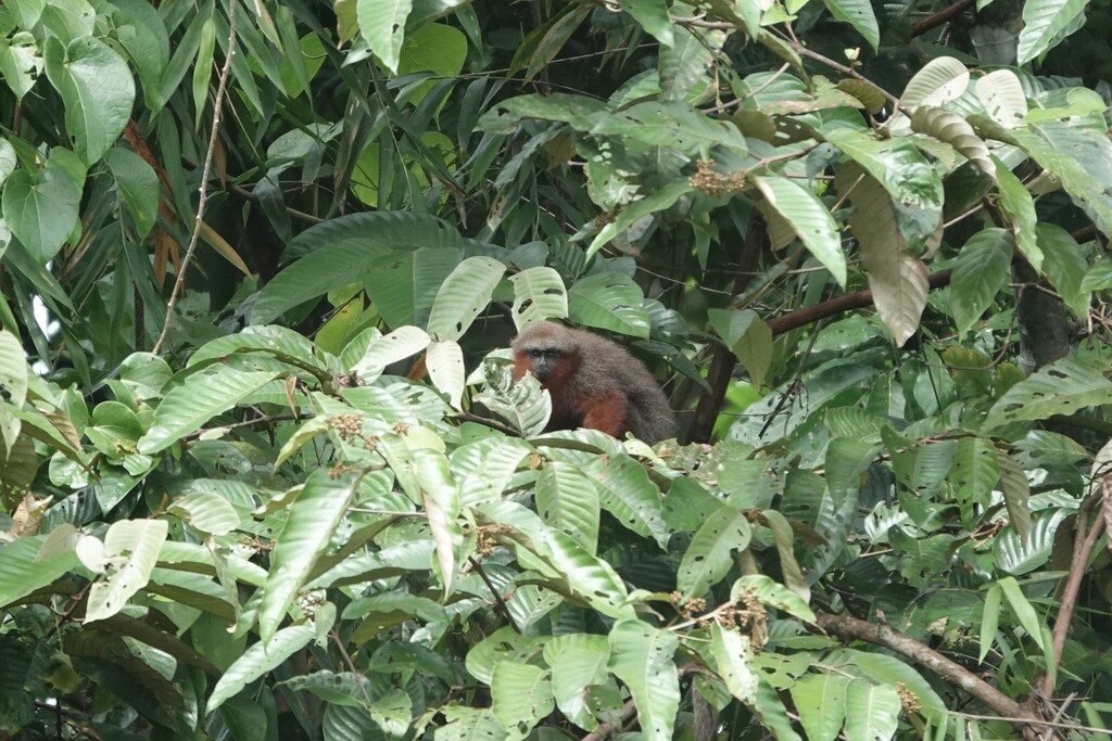 Caquetá Titi