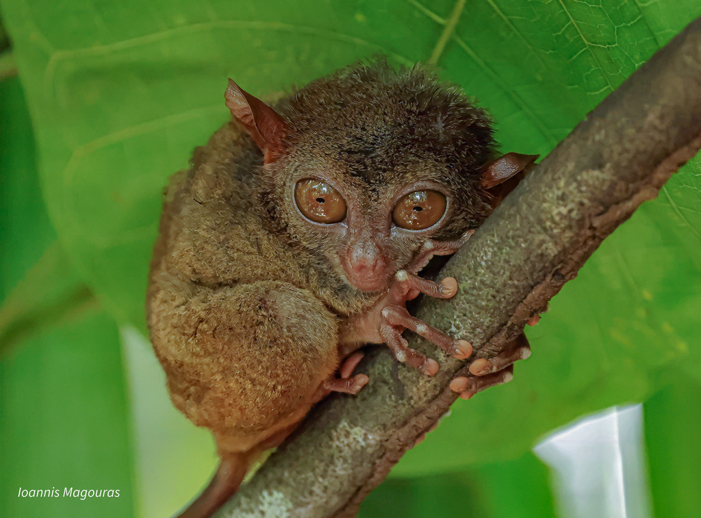 Philippine Tarsier