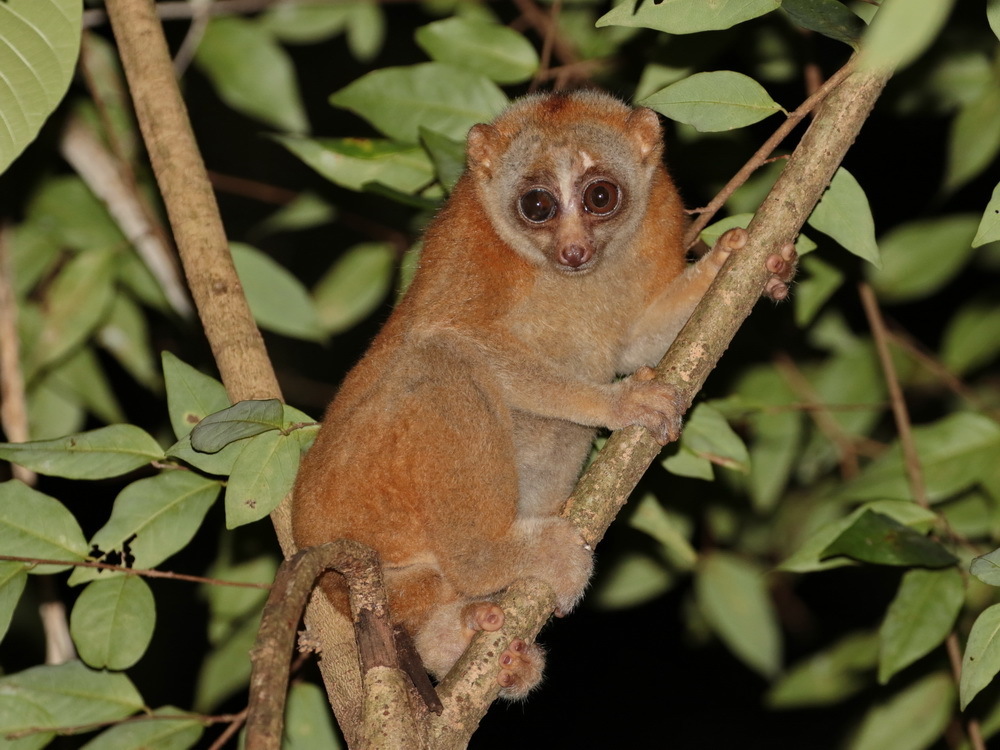 Bengal Slow Loris