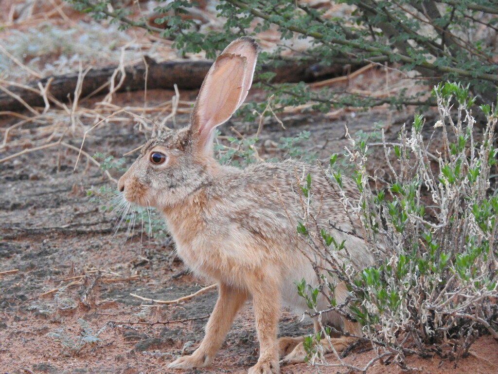 Cape Hare