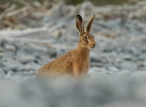 Liebre europea