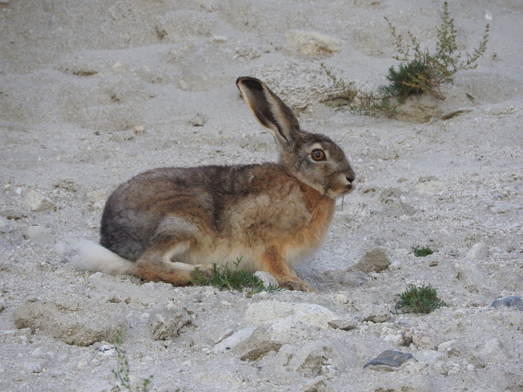Woolly Hare