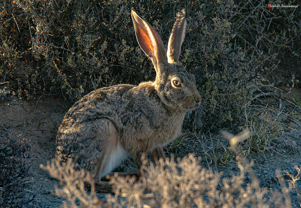 Scrub Hare