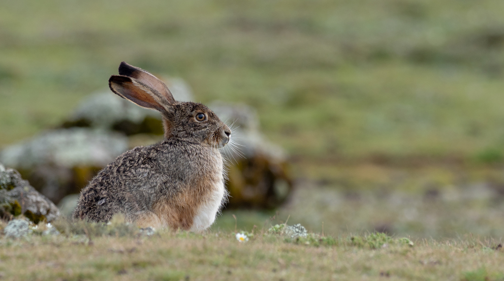 Ethiopian Highland Hare