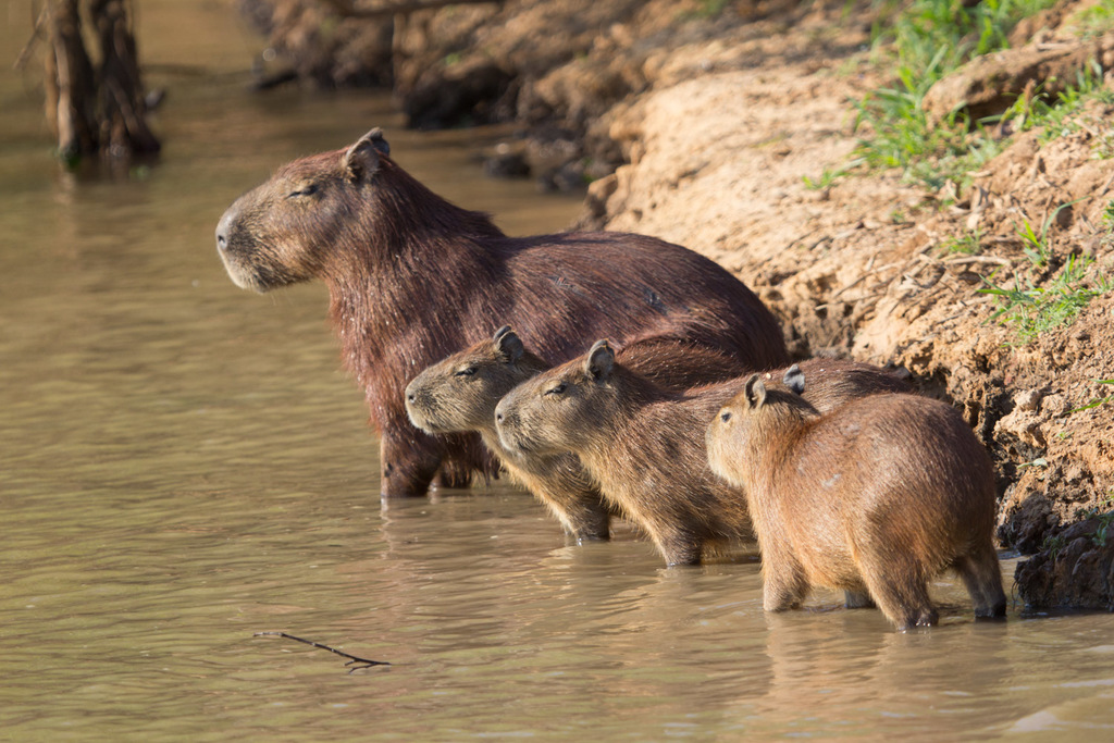 Greater Capybara