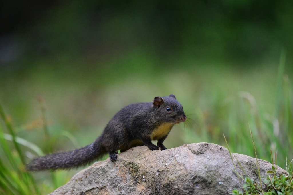 Perny’s Long-nosed Squirrel