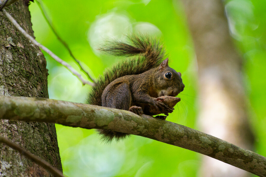 Guianan Squirrel