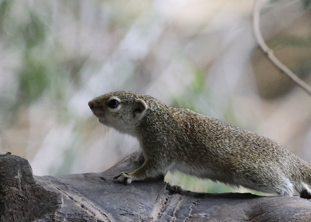 Gambian Sun Squirrel