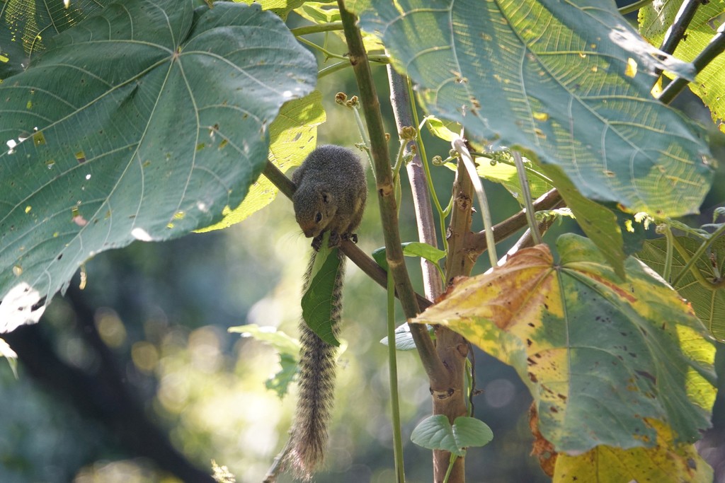 Ruwenzori Sun Squirrel