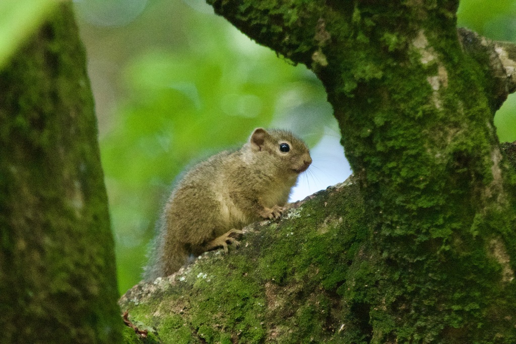 Ochre Bush Squirrel