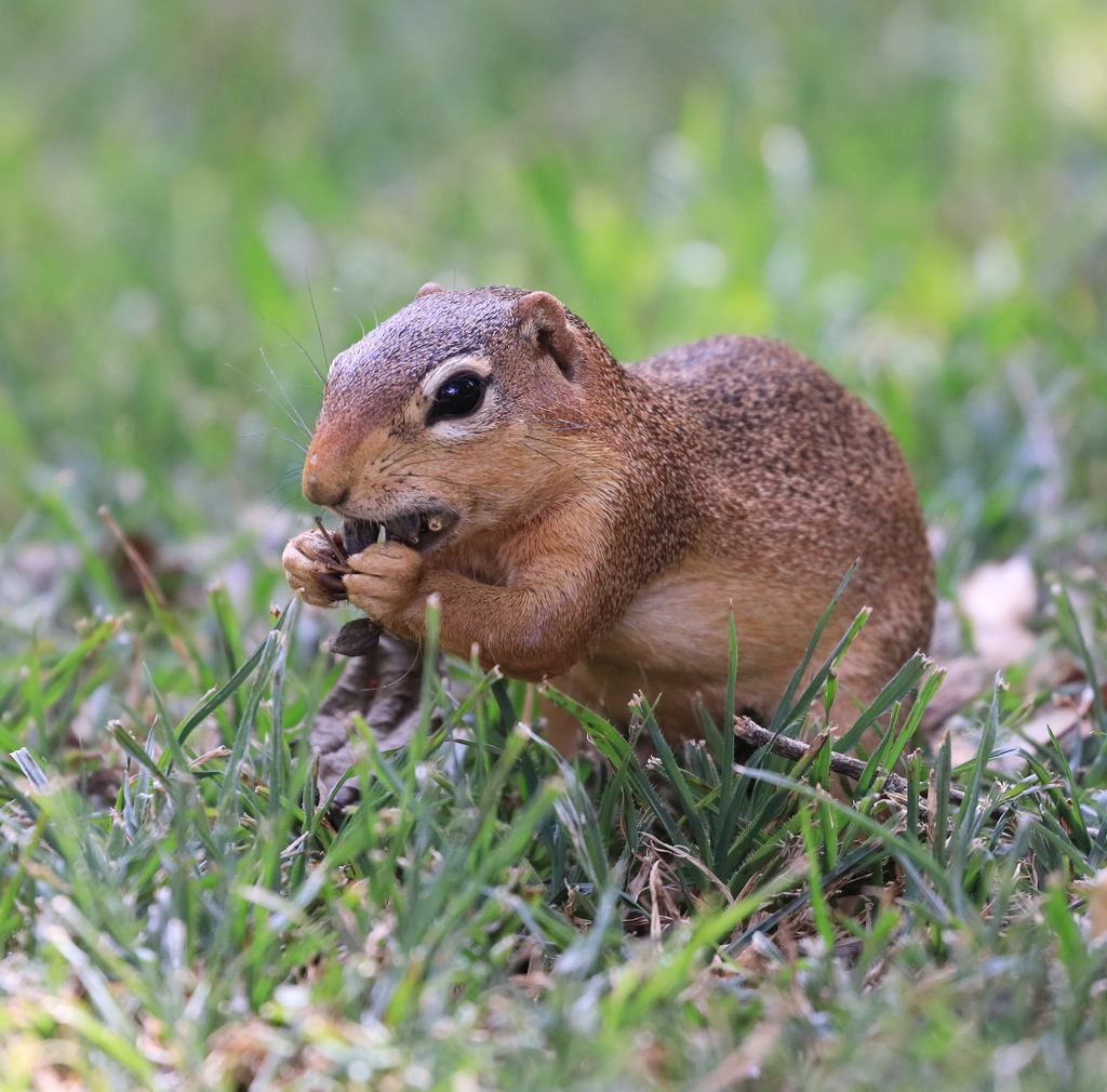 Unstriped Ground Squirrel