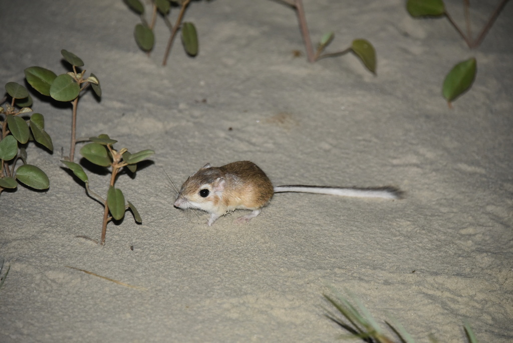 Gulf Coast Kangaroo Rat