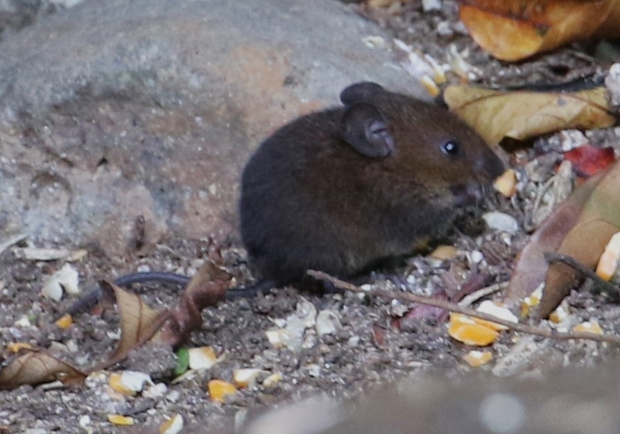 Short-tailed Singing Mouse
