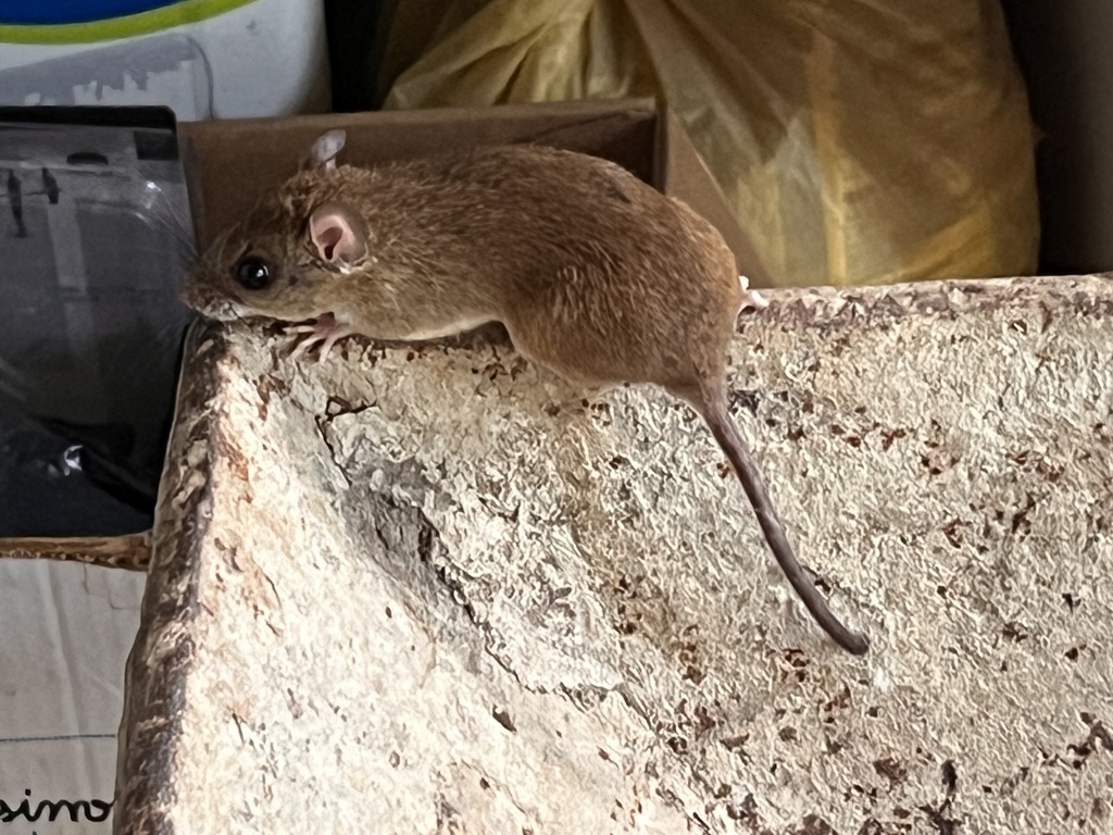 Cerrado Climbing Rat