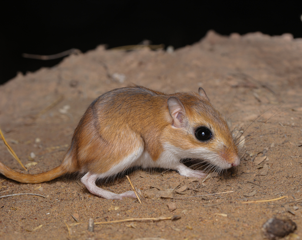 Cheesman’s Gerbil
