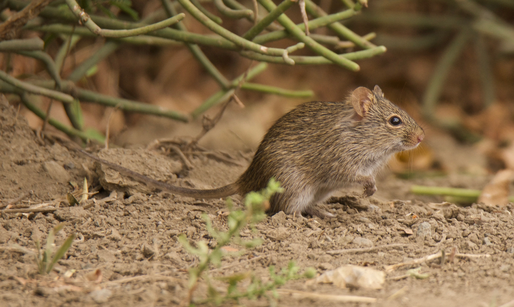 African Grass Rat