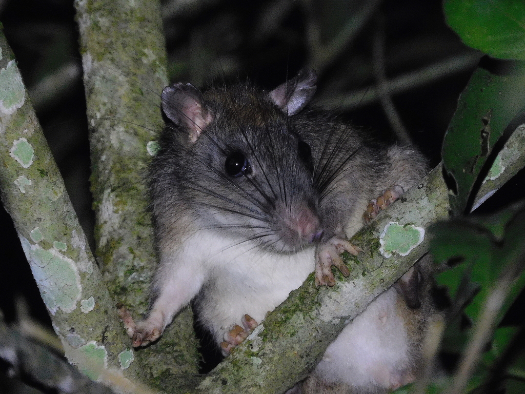 White-tailed Giant Rat
