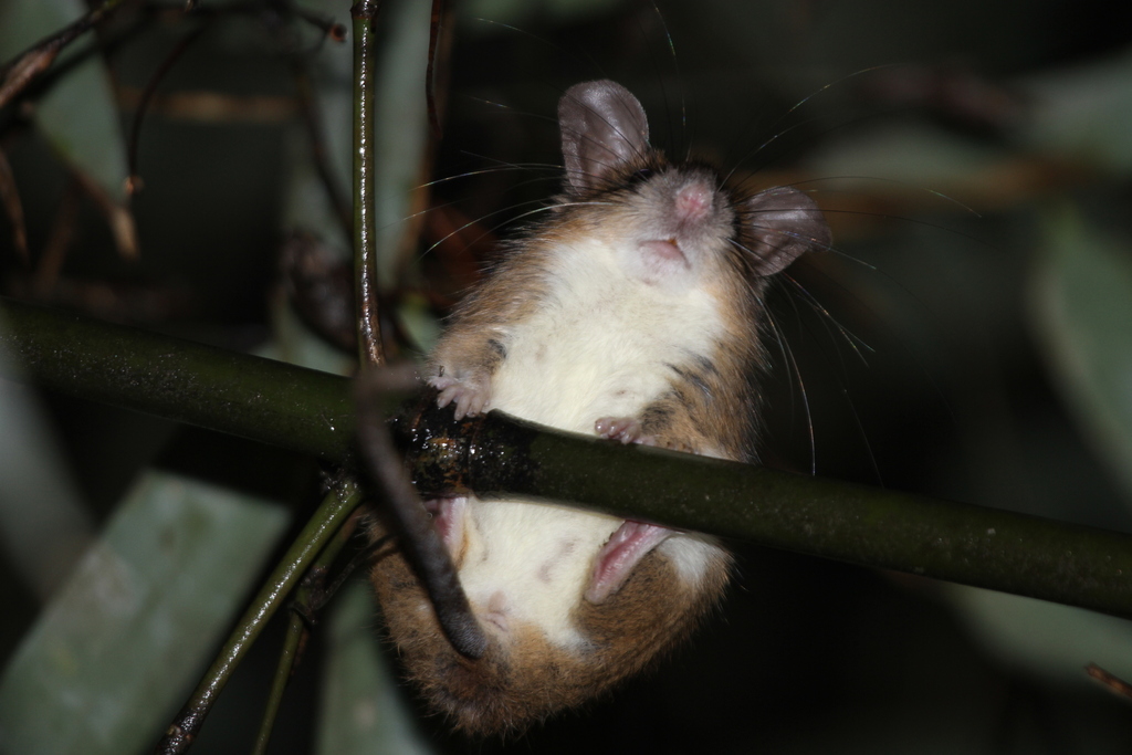 Confucian White-bellied Rat