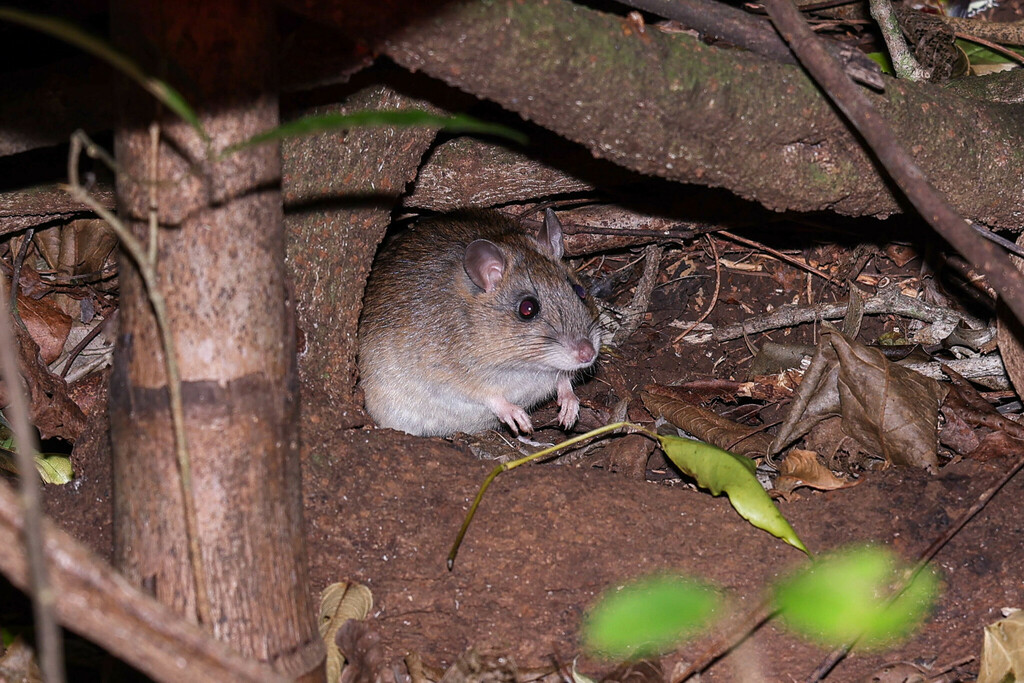 Australian Bush Rat