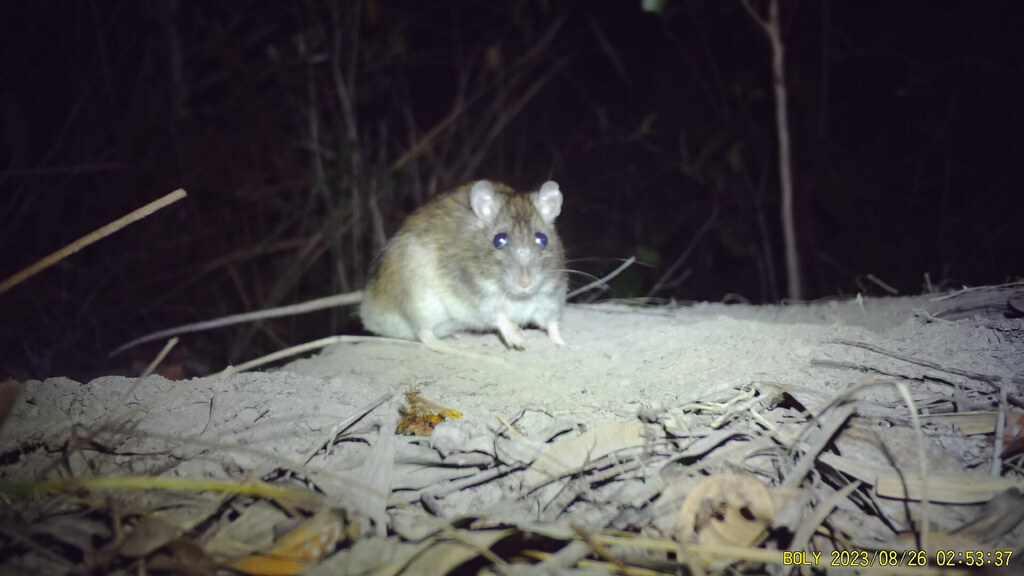 Australian Pale Field Rat
