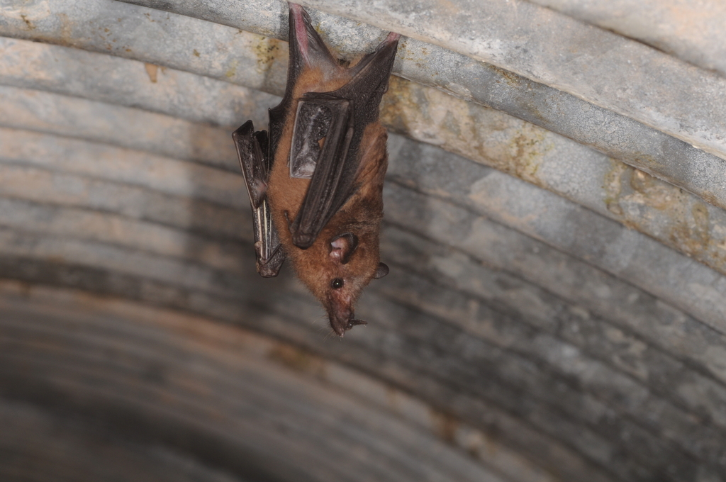 Tailed Tailless Bat