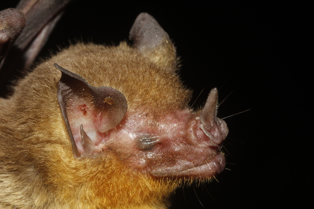 Orange-throated Bat