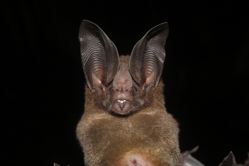 White-throated Round-eared Bat